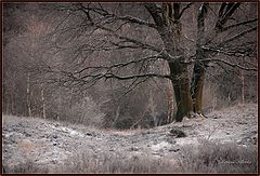 фото "a cold winter day"