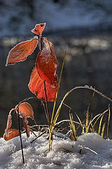 photo "***"