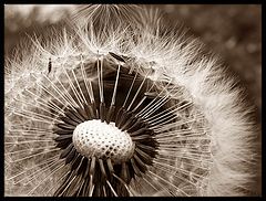 фото "Bloom"