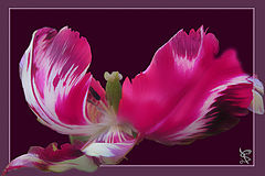 photo "***"