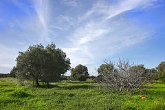 фото "The field (3)"