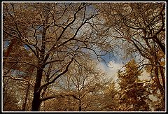 photo "Colors of winter"