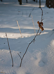 фото "Лесной этюд"
