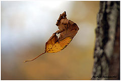 photo "***"