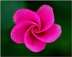 фото "Pink Pinwheel"