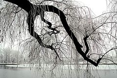 photo "Bow tree / Уважением"