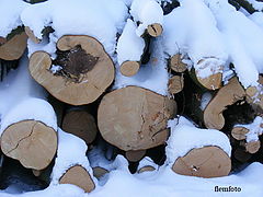 фото "Winter in the wood."