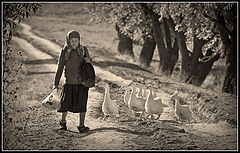 фото "попутчики"