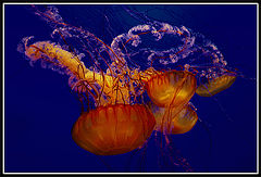 photo "Dance D'Elegance"