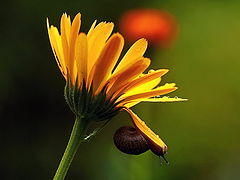 photo "***"