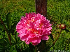 photo "***"