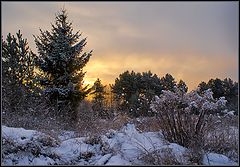 photo "Morning"