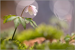 фото "Anemone"