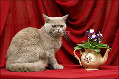 photo "портрет кошка цветы"