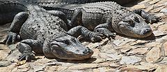 photo "Alligators taking a sun bath"
