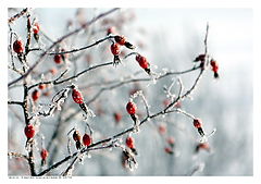 photo "***"