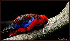 фото "colorful bird"