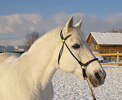 фото "Зимний портрет"