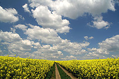 фото "Memory of last spring / Память прошлой весны"