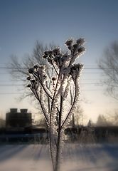 photo "мороз,зима,свет,природа"