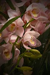 photo "***"