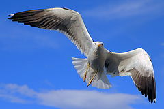 фото "Чайка беломорская/Seagull"