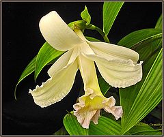 photo "Sobralia Orchid."