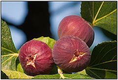 photo "Figs portrait."