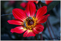 photo "***"