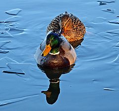 photo "Breaking The Ice Together"