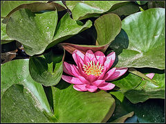 photo "Flower"