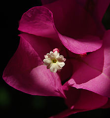 photo "Just a flower."