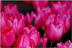 фото "In The Pink"