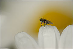фото "little"