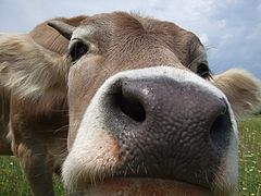 фото "Curiosity"