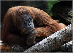 photo "sad life"
