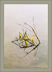 photo "reflection"