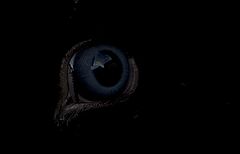 photo "the eye"