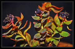 photo "***"