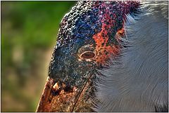 photo "Birds portrait"