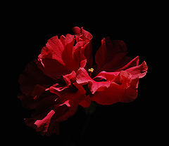 photo "Spanish Dance."