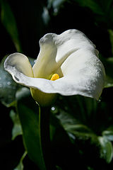 photo "***"