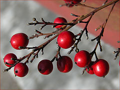 фото "red drops"