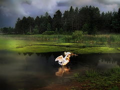 photo "***"
