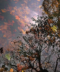 photo "Water Tree"