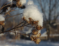 photo "February Day"