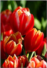 фото "Party Tulips"