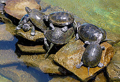 фото "Parade turtles / Парад черепах"
