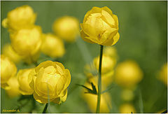 photo "Tr&#243;llius Flower"