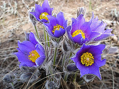 photo "Pulsatilla"